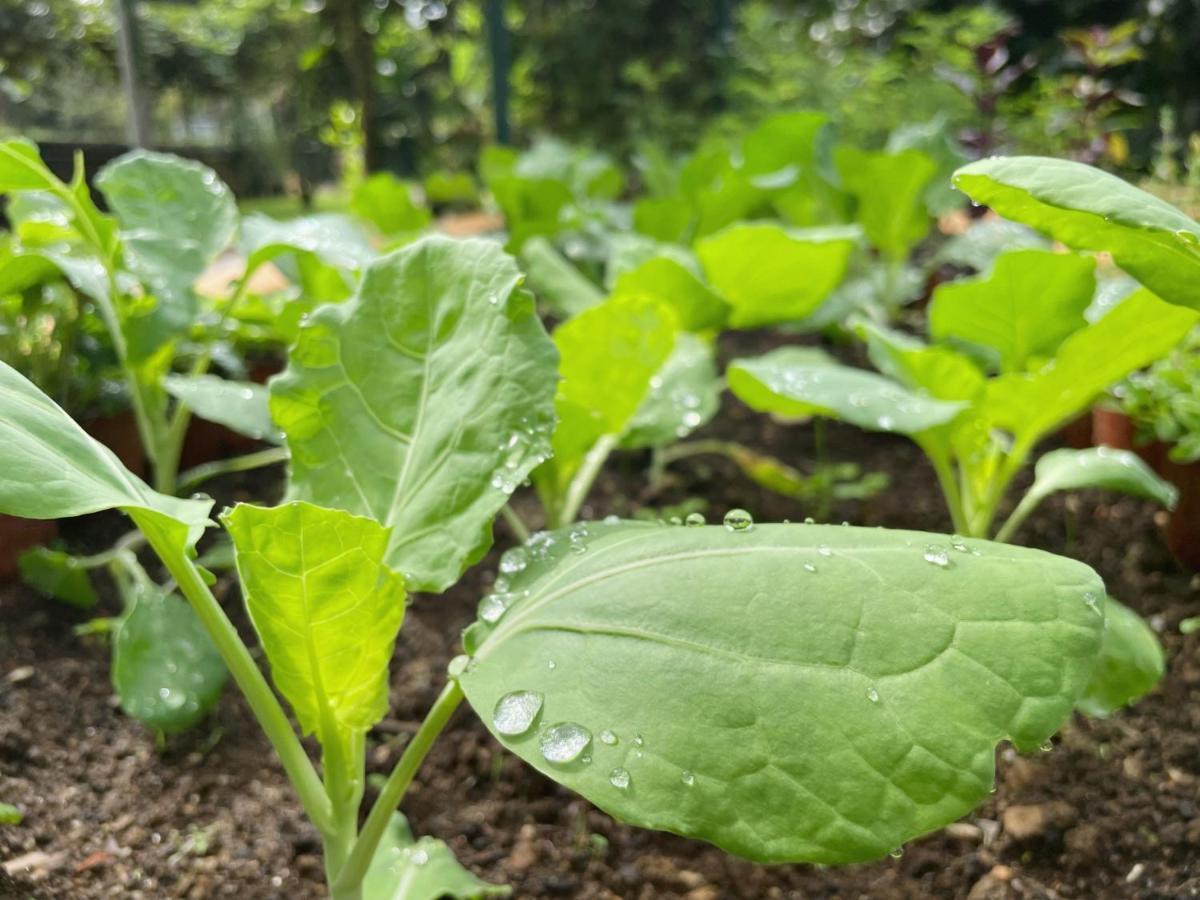 Quinta Do Candeeira 圣玛丽亚大德费拉 外观 照片